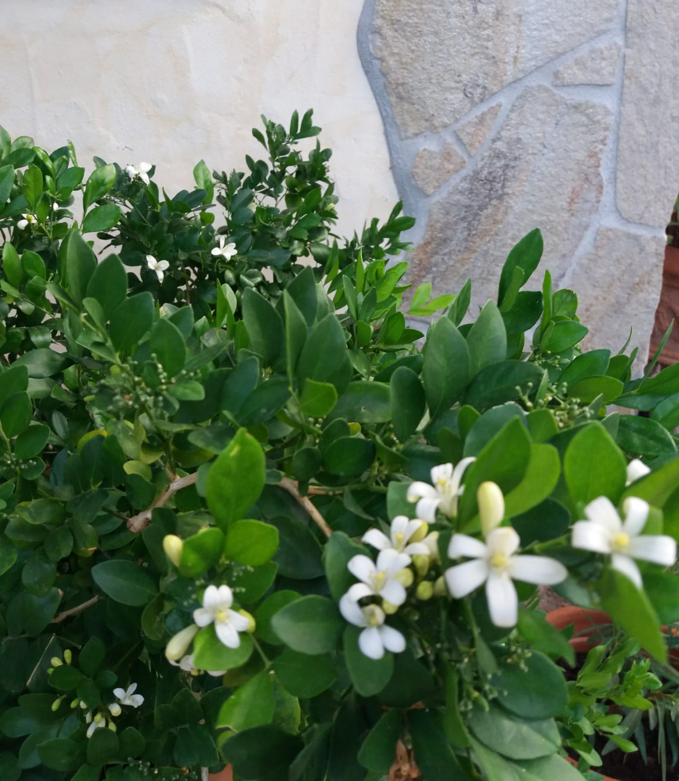 IMG-20191002-WA0001.jpg