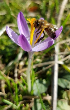 20190214_Frühling Mitte Februar_3.jpg