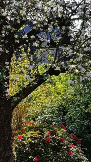 20190421_Apfelbaum_in_voller_Blüte.jpg